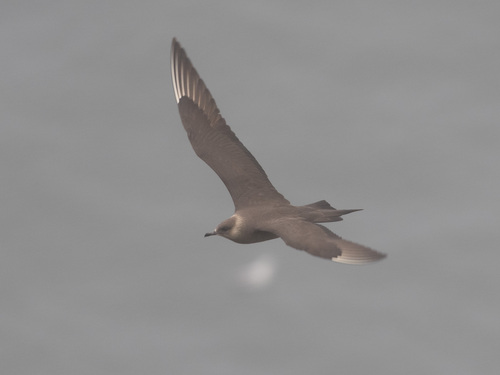 iNaturalist image