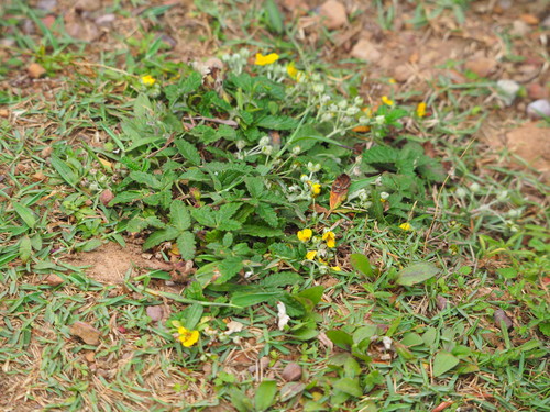 Image of Potentilla discolor by no rights reserved