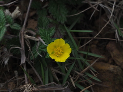 Potentilla discolor