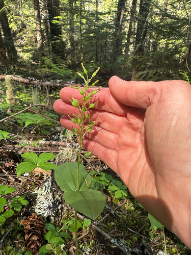 Northwestern Twayblade
