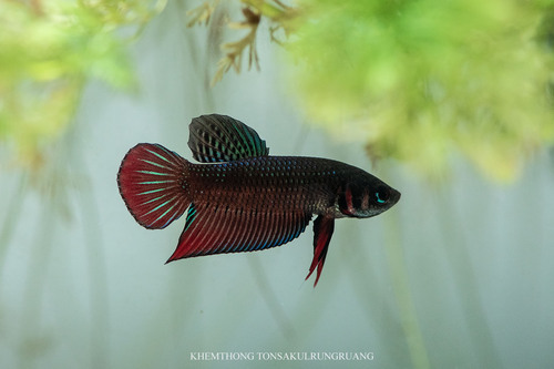 Siamese Fighting Fish