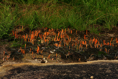 Spicular Clublichen