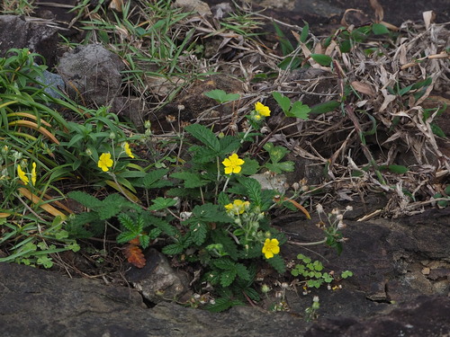 Image of Potentilla discolor by no rights reserved