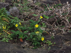 Potentilla discolor
