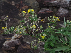Potentilla discolor