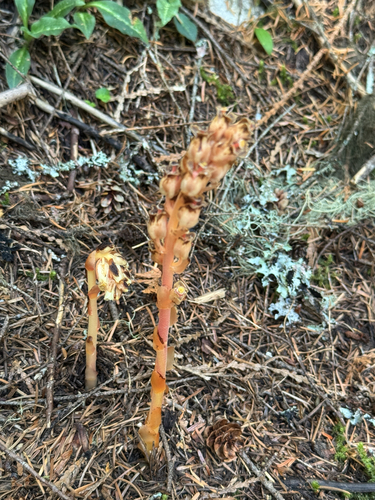 pinesap