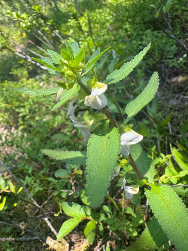Sickletop Lousewort