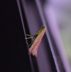 Arta epicoenalis