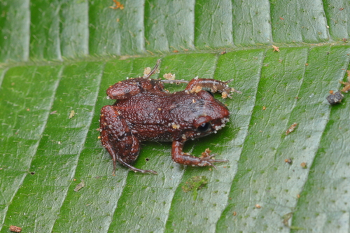 Marbled Tropical Bullfrog, Adenomera marmorata