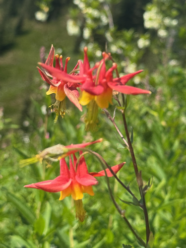 western columbine
