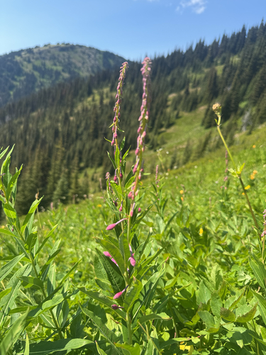 fireweed
