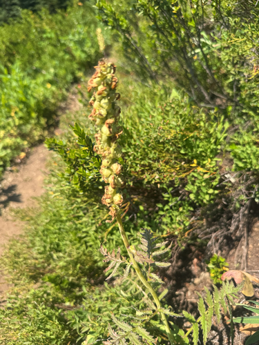 Bracted Lousewort