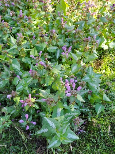Spotted deadnettle