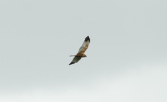 Circus aeruginosus