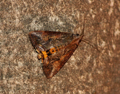 Hypocala deflorata
