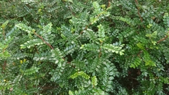 Zanthoxylum beecheyanum