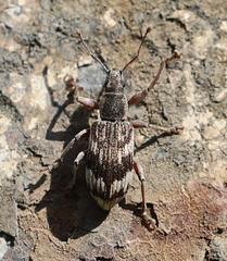 Polydrusus tereticollis