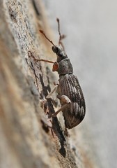 Polydrusus tereticollis