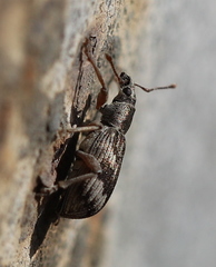 Polydrusus tereticollis