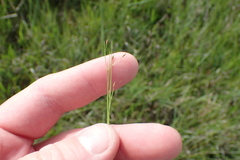 Rhynchospora rariflora