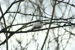 Poecile montanus