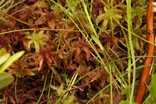 Sphagnum magellanicum observed 2026-07-19