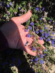 Ceanothus dentatus
