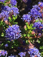 Ceanothus dentatus