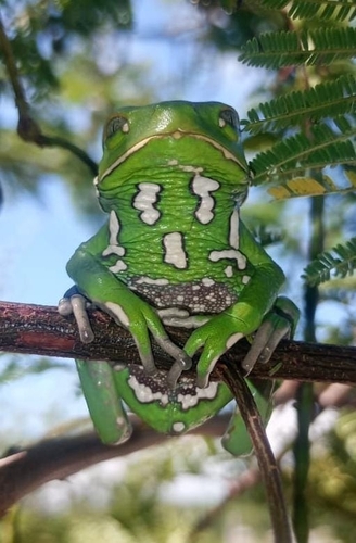 Waxy Monkey Tree Frog, Phyllomedusa sauvagii