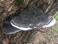 Phellinus igniarius