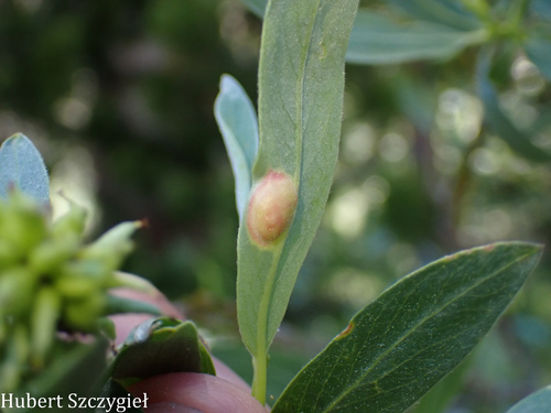iNaturalist observation photo of Willow Apple Gall Sawfly