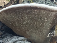 Phellinus igniarius