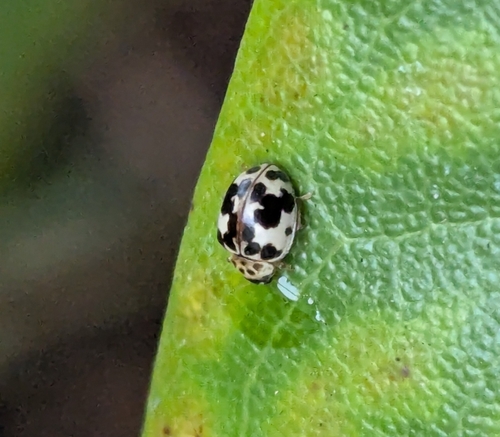 Western Fairy Lady Beetle photo 4