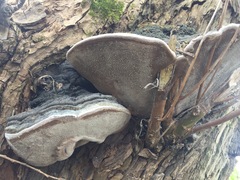 Phellinus igniarius