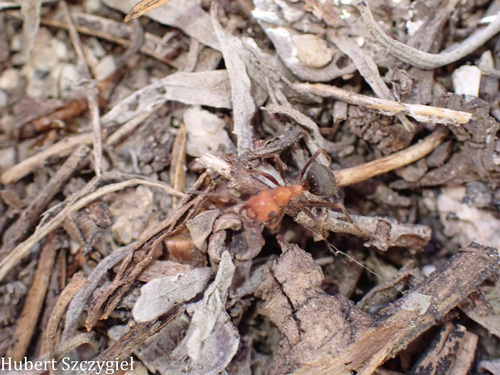 iNaturalist observation photo of Wood, Mound, and Field Ants