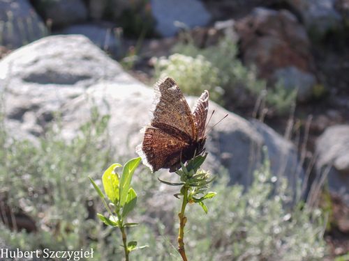 iNaturalist observation photo of Mourning Cloak