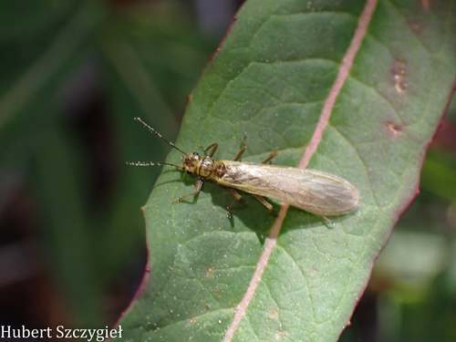 iNaturalist observation photo of Sweltsa