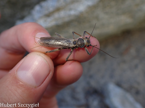 iNaturalist observation photo of Perlinae