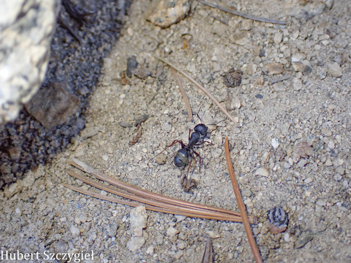 iNaturalist observation photo of Carpenter Ants, Typical Sugar Ants and Allies