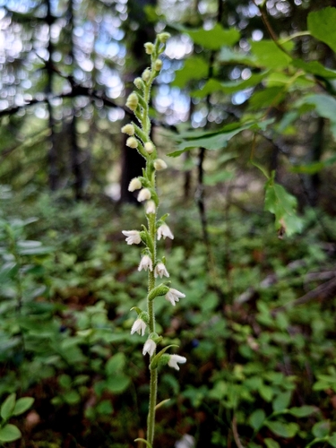 Goodyera repens observed 2026-07-20