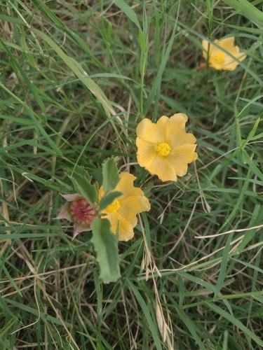 Malvastrum aurantiacum