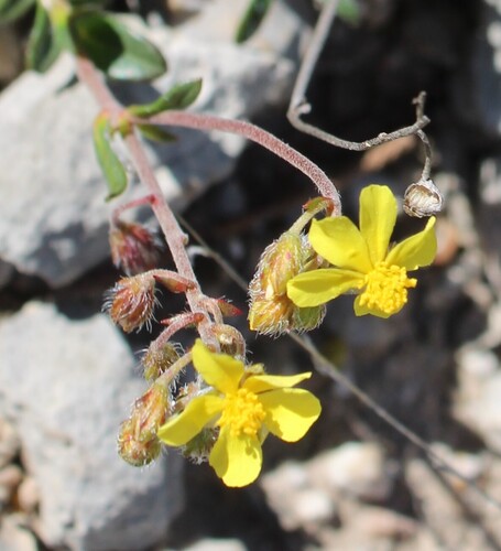 Helianthemum oelandicum, photograph 2