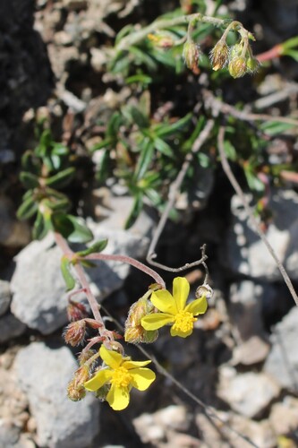 Helianthemum oelandicum, photograph 1