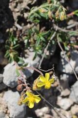 (c) Lídia Carrera, some rights reserved (CC BY) Helianthemum oelandicum, photograph (c) Lídia Carrera, some rights reserved (CC BY)