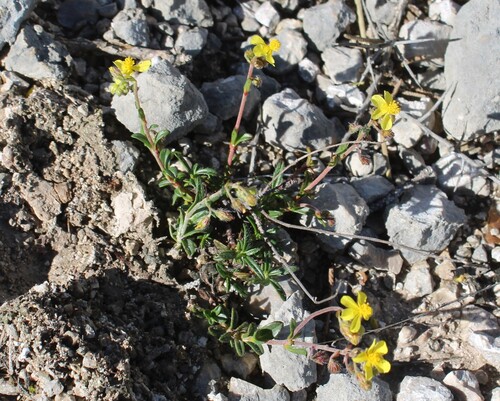 Helianthemum oelandicum, photograph 3