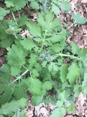 Chelidonium majus