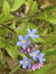 Myosotis
