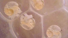 Bithynia tentaculata