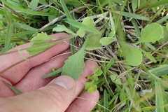Erigeron geiseri
