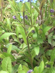 Myosotis